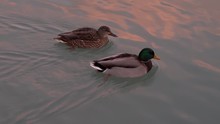 A Close Up Of Two Mallard Ducks A Male Drake And Female Hen Pair As They Swim On The Surface Of A Lake At Sunset With Pink Clouds Reflecting On The Water As They Leave A Wake And Ripples Behind Them.