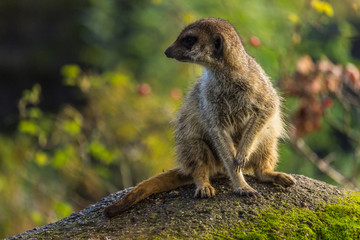 Meerkat looking curious on a rock in natural colors with a blurred background