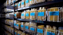 Many Bags With Yellow Plasma Stored On A Rack At A Clinic.