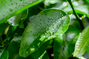 fresh green leaves with water drops after hard rain in the morning. growing of orange tree in a gard