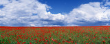 Fototapeta Kwiaty - Field of red poppies with beauty blue sky with clouds.