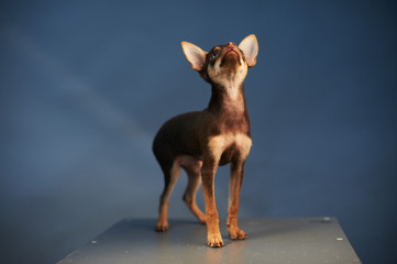 Wall Mural - Beautiful Russian Toy Terrier on a blue background