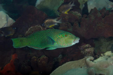 The surprising underwater world of the Indian and Pacifical Oceans