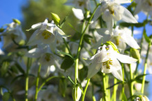 White Flower Of European Columbine. Aquilegia Vulgaris. Close Up.A Bee On A Flower