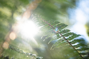 New Zealand fern
