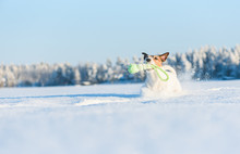 Happy Contented Dog Fetches Puller Toy Running Through Snow