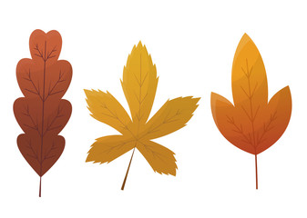 Wall Mural - Fall leaf collection. Set of autumn leaves, isolated on white background. Simple cartoon flat style, vector illustration. Multicolor autumn leaves flat vector icons