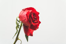 Rose Wilted On White Background, Space For Text