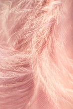 Closeup Of The Down Feather Of A Bird. The Bird's Feather Is Close, Pink Fluff Like Seaweed Or Fairy Trees, An Abstraction Of Tenderness And Lightness.