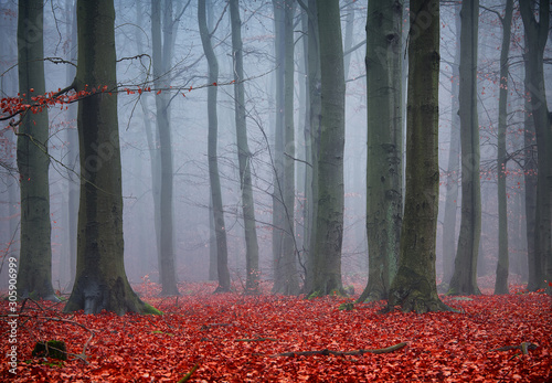 Obrazy las   ciemny-las-pokryty-mgla