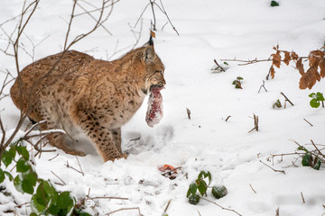 Wall Mural - lynx in the snow portrait coming to you