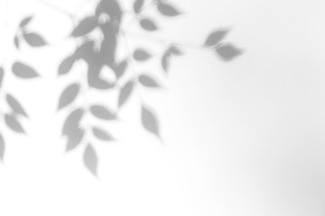 overlay effect for photo. gray shadow of the leaves on a white wall. abstract neutral nature concept