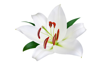 Wall Mural - One big white lily flower with red stamens, pollen and green leaves on white background isolated closeup, beautiful lilly floral pattern, greeting card decorative design element, elegant wedding decor