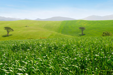 Beautiful spring landscape in Tuscany