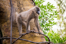 Cherry-crowned Mangabey Monkey, Also Known As The Red-capped Mangabey, Collared Mangabey, Or The White-collared Mangabey