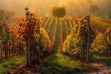 Autumn In Moravian Vineyards Near Velke Bilovice In Czech Republic
