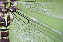 Wing Of A Dragonfly With Green Background Close Up