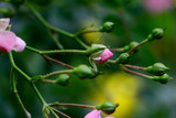 Fototapeta Storczyk - Close up of pink rose buds