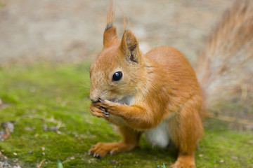 squirrel eating nut