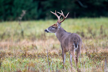 Poster - Large whitetailed deer buck