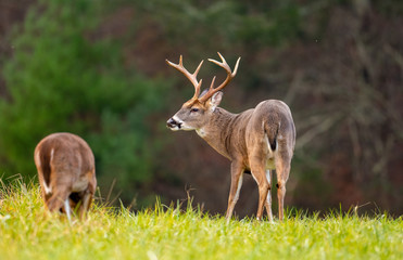 Poster - Large whitetailed deer buck