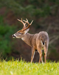 Poster - Large whitetailed deer buck