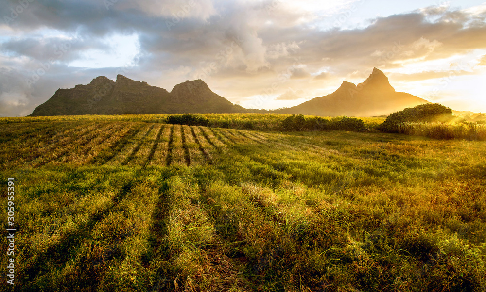Crops at sunset, Les Trois Mamelles, Mauritius - obrazy, fototapety, plakaty 