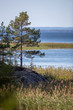 Shore of a swedish lake with trees and rocks