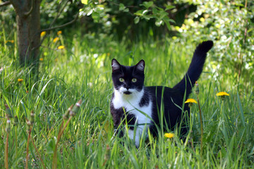 Black cat in the grass