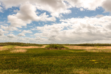 Marsh landscape with reed collar and bushes under a cloudy blue sky