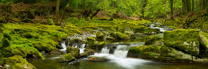 river through lush forest in northern ireland