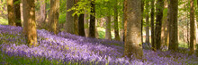Blooming Bluebells In Northern Ireland