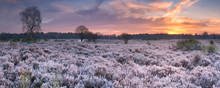 Frosted Heather At Sunrise In Winter In The Netherlands