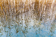 reed reflected in wavy water