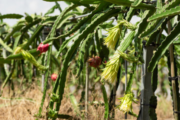 Wall Mural - farm of pitaya with fruit and flower