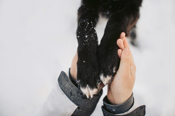 Poster - human hands holding dog paws lovingly outdoors