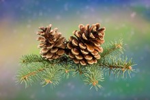 Pine Cones With Branch On A Multy-colored Winter Background