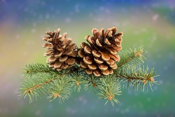 Wall Mural - pine cones with branch on a multy-colored winter background