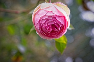 Canvas Print - Chain link Winter Rose 