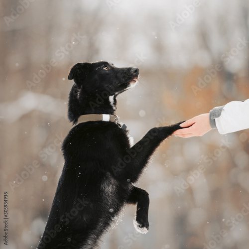 Fotomural black mixed breed dog gives paw outdoors in winter