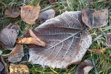 Wall Mural - Closeup Autumn withered leaves covered with hoarfrost.