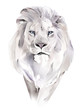 watercolor illustration. Drawing - lion isolated on white background
