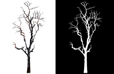 Poster - isolated death tree on white background