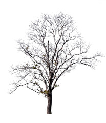 Aufkleber - isolated death tree on white background