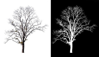 Poster - isolated death tree on white background