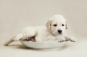 Wall Mural - A little Golden Retriever puppy lies in a saucer