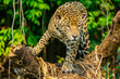 jaguar hunting