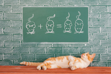 Wall Mural - Red cat studying the science of hunting with the help of mathematical examples. Educational joke idea