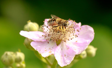 Wall Mural - Drone fly Eristalis tenax insect feeding