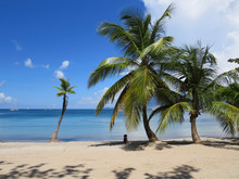 Palm Tree And Turquoise Water In Beautiful  Beach In Martinique, French West Indies. Antilles, Caribbean Sea